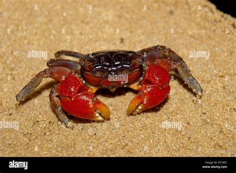 Crab Krabbe Brachyura Stock Photo Alamy