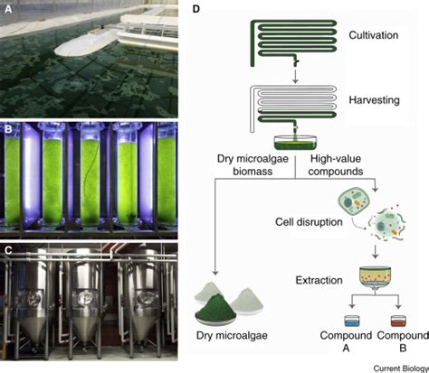 Microalgae Current Biology