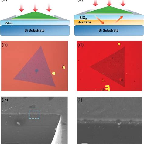 Enhanced Optical Absorption And PL Intensity Of MoS 2 With A Metallic