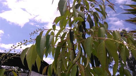 Capulin Cherry Prunus Salicifolia