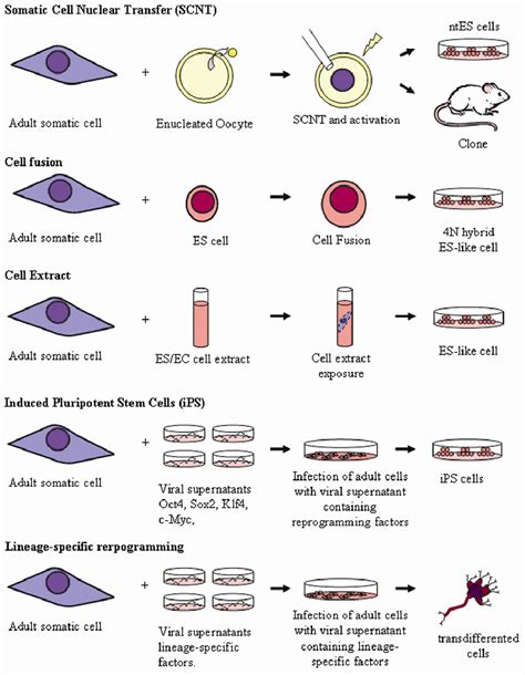 Figure 1 From Cellular Reprogramming Of Somatic Cells Semantic Scholar