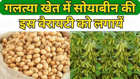 गलत्या खेत में सोयाबीन की इस शानदार वैरायटी को लगायें Soybean Ki Top