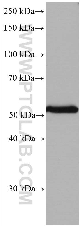 Aurka Antibody Ig Proteintech