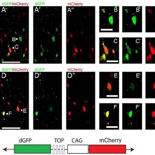 Beta Catenin Signaling Influences The Laminar Cell Fate Of Upper Layer