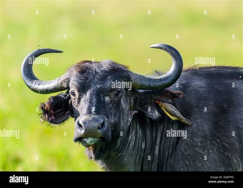 Masai Mara Buffalo Hi Res Stock Photography And Images Alamy