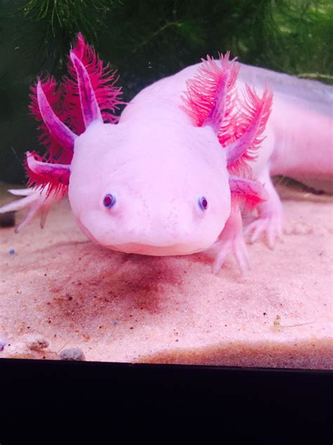 Leucistic axolotl – Artofit