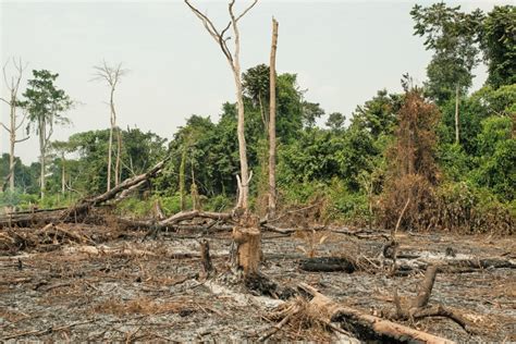 Principais Causas Da Perda De Biodiversidade