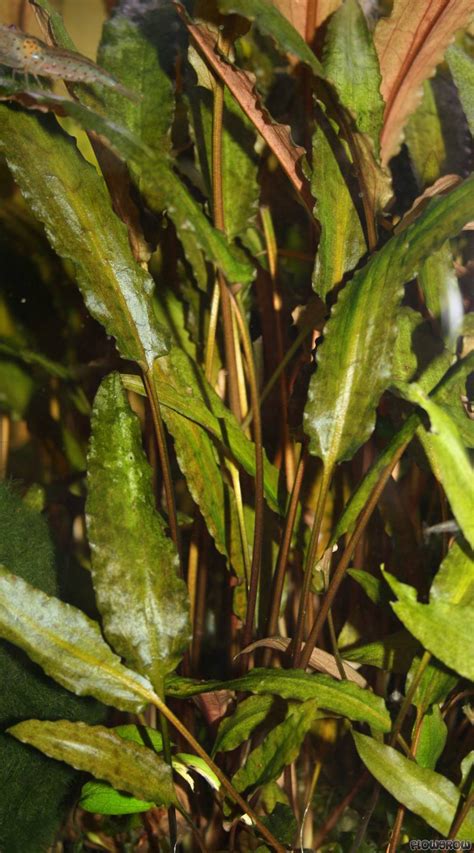 Cryptocoryne Wendtii Braun Flowgrow Aquatic Plant Database