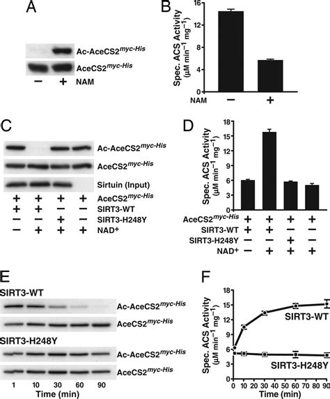 Reversible Lysine Acetylation Controls The Activity Of The