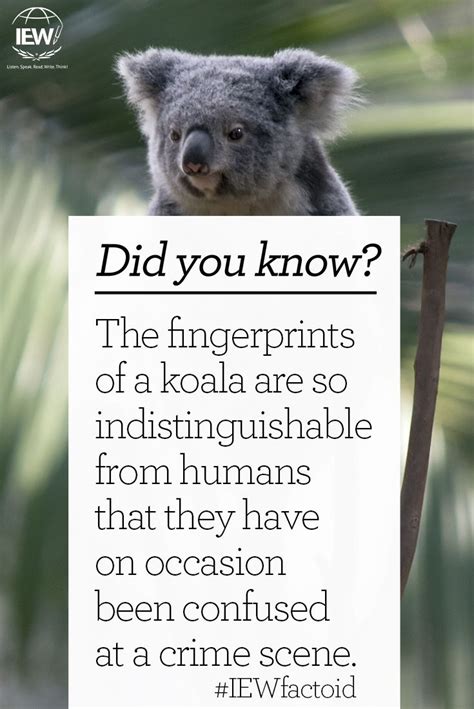 Koala Fingerprints Factoid