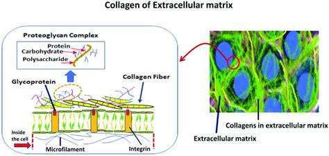 Collagen Of Extracellular Matrix And Its Biology In Invertebrates The