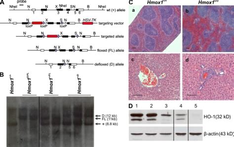 Generation And Characterization Of Hmox1 Conditional Knockout Mice A