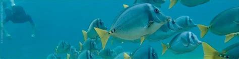 Snorkeling Galápagos A Guide To The Best Spots Snorkeling Report