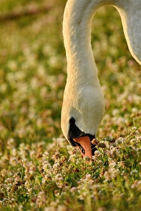 Kostenlose Bild Aquatische Vogel Schwan Wasser Feder Schnabel