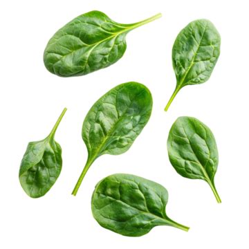 Spinach A Leafy Green Vegetable Spinach Leafy Green Vegetable Png