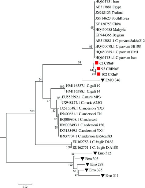 Molecular Phylogenetic Analysis By Maximum Likelihood Method The Tree