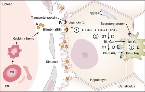 Evaluation Of Liver Function Clinical Tree