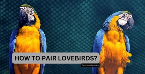 Breeding Lovebirds - Interesting Facts!