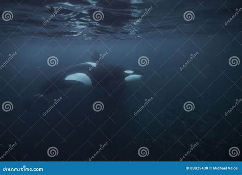 Orca Feeding stock photo. Image of fjord, adventure, dive - 83029430