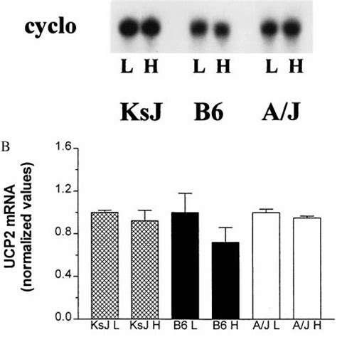 Expression Of Ucp And Ucp In Skeletal Muscle Of Ksj B And Aj Mice