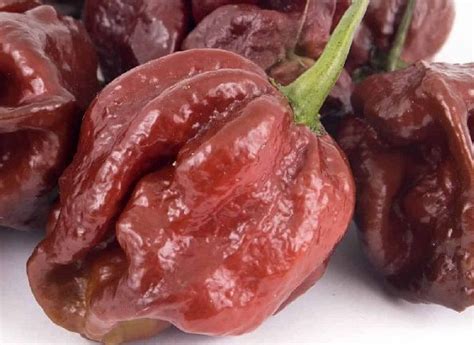 Escala Scoville cuáles son los chiles más picantes Recetas Fáciles