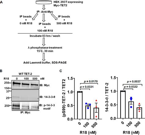 Proteins Protect Ampk Phosphorylated Ten Eleven Translocation