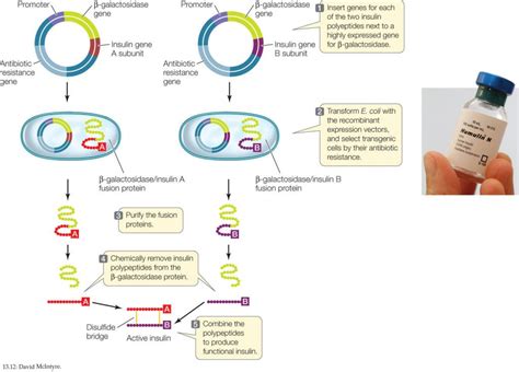 Human Insulin Production By Genetic Engineering Online Biology Notes