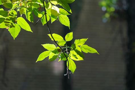 Premium Photo | Green leaves on a branch