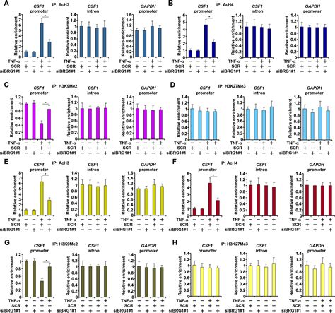 Brg Trans Activates Endothelium Derived Colony Stimulating Factor To