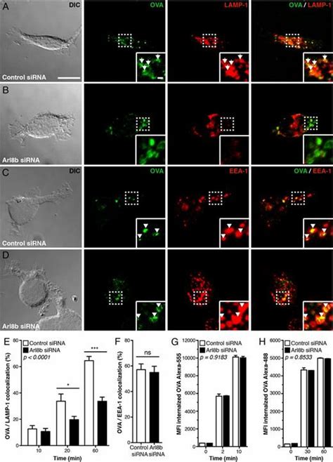 Mhc Class Ii Presentation Is Controlled By The Lysosomal Small Gtpase