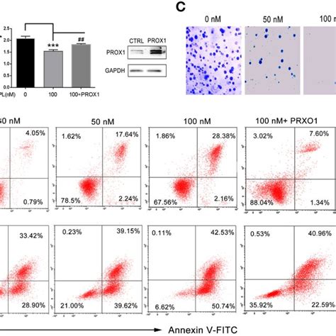 Tpl Arrests The Cell Cycle Of Glioma Cells In G S Phase A