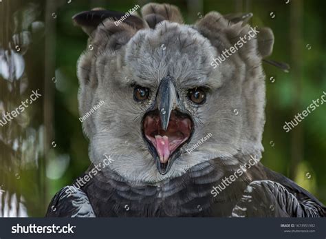 Portrait Harpy Eagle Harpia Harpyja Screaming Foto Stock 1673951902