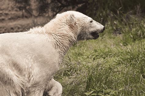 White Polar Bear On Green Grass · Free Stock Photo