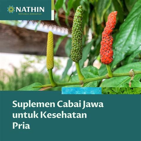 manfaat cabai jawa khasiat  kegunaan  kesehatan maklon herbal
