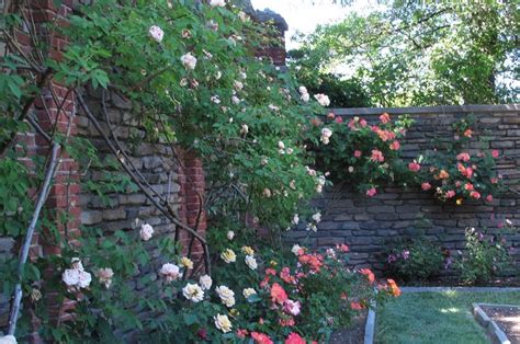 15 Stunning Rose Garden Ideas & How to Plant a Rose Garden