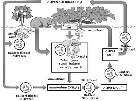 Siklus Nitrogen