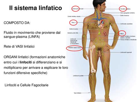 Sistema linfatico e le sue funzioni principali - Docsity