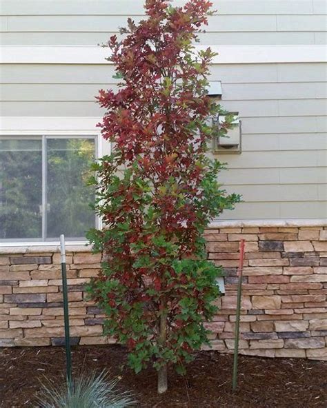 Best Tall Narrow Trees For Containers Small Gardens Small