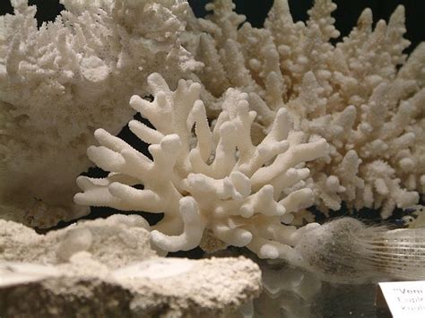 Koralli – Geologia.fi