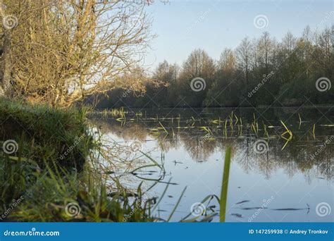 Morning Dawn, Spring Flowering, Landscape. Stock Photo - Image of grass ...