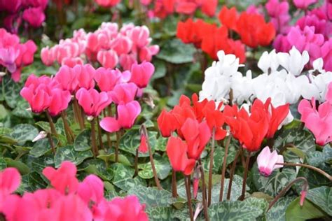 Cyclamen Care Guide: How To Grow Hardy Cyclamen In Your Garden