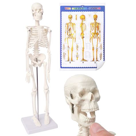 Buy Mini Human Skeleton Model For Anatomy 177 Full Body Human