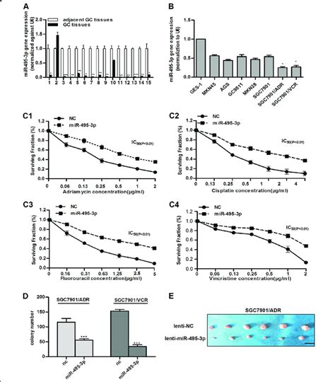 MiR 495 3p Is Downregulated In GC And Inhibits MDR And Proliferation Of