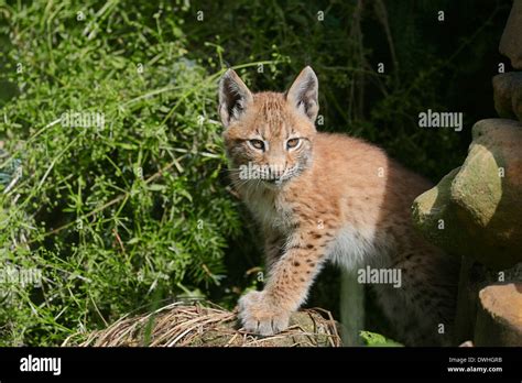 Eurasian Lynx Lynx Lynx Cub Stock Photo Alamy