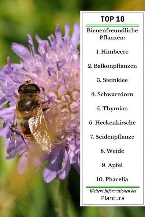 Top 10 der bienenfreundlichen Pflanzen Übersicht Bienenfreundliche