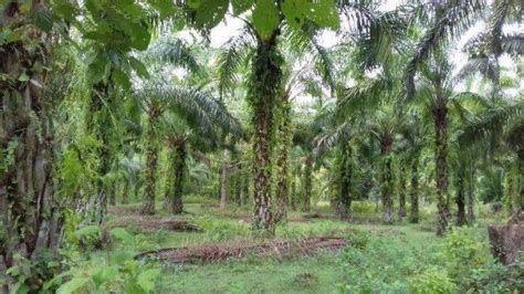 Petani Di Luwu Utara Keluhkan Tanaman Jagungnya Diserang Hama Tikus