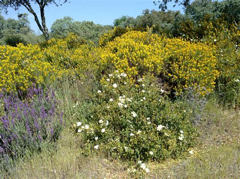 Una Pata En El Campo Desmalezando Matorrales Y Arbustos