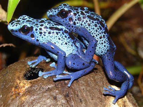 Dendrobates Azureus Blue Poison Dart Frog Zoochat