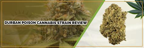 Durban Poison Cannabis Strain Review Industrial Hemp Farms