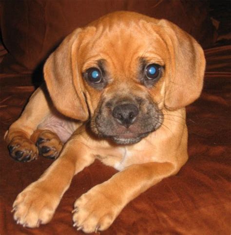 Puggle Breed